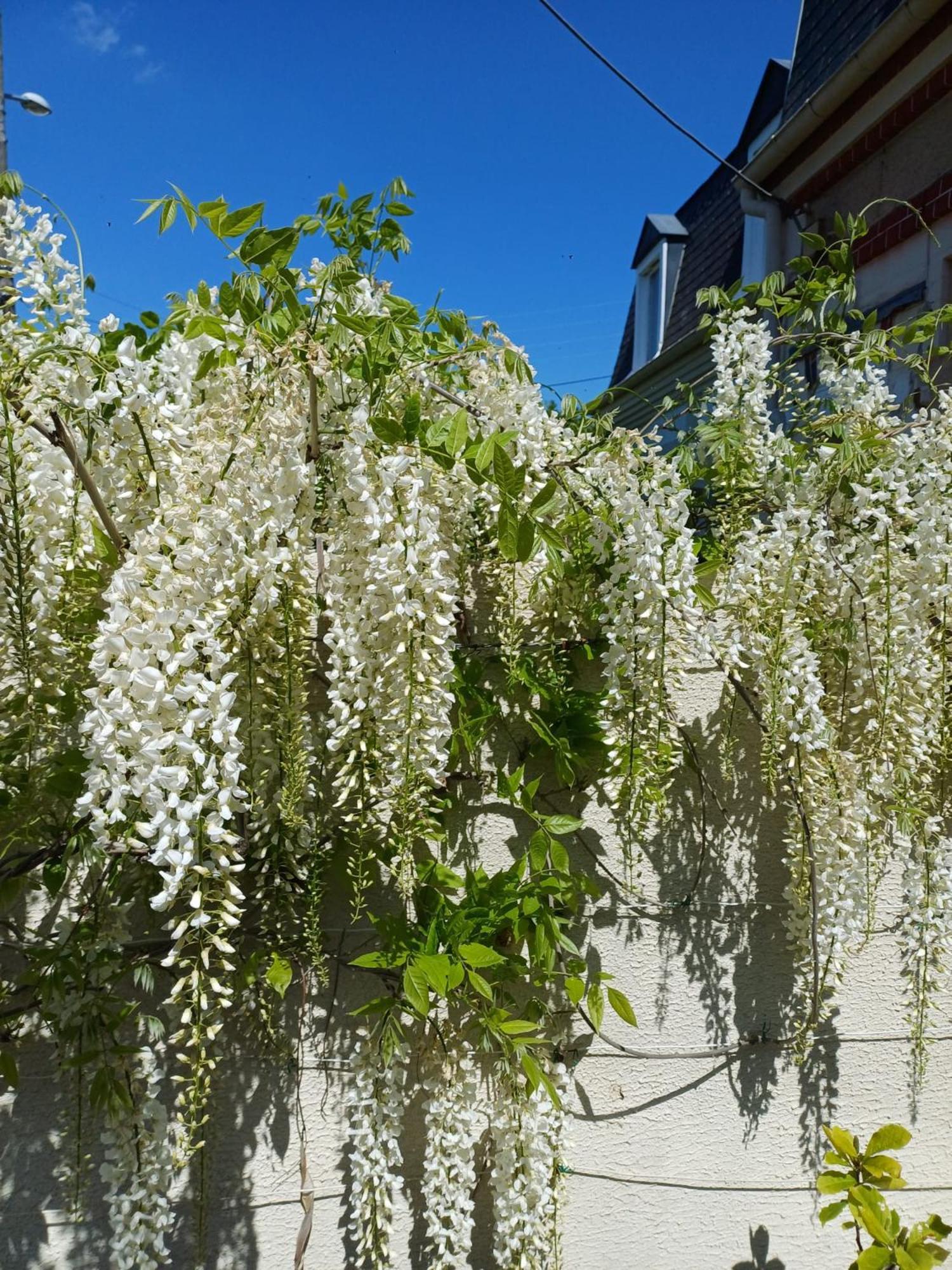 La Maison Des Magnolias Trouville-sur-Mer Eksteriør billede